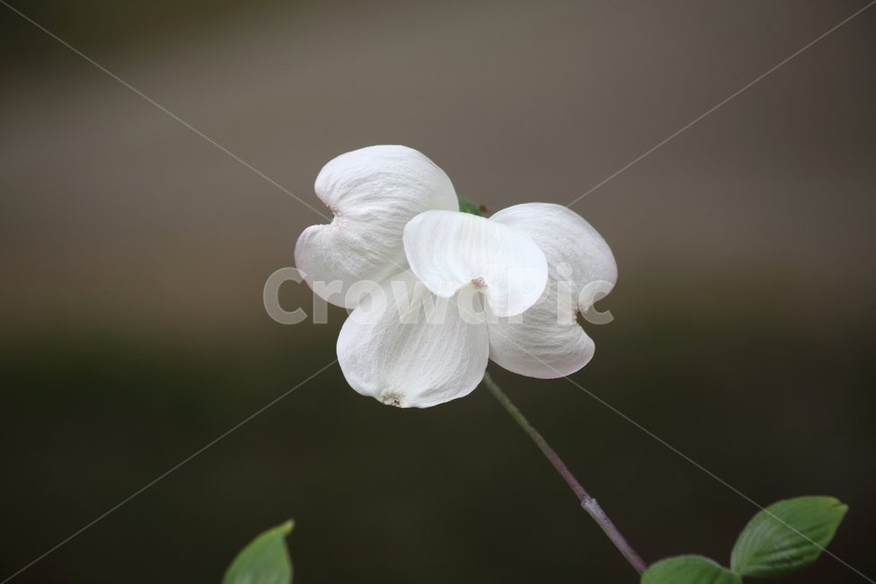 꽃산딸나무,미국산딸나무,꽃,봄,kousadogwood
