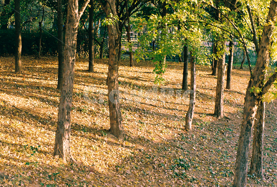 나무,숲,공원,가을,여름,tree,plant,식물,ground,바닥,park,autumn,summer,trees,woods,nature,자연,식물,자연,plants,nature,나무,trees,wood