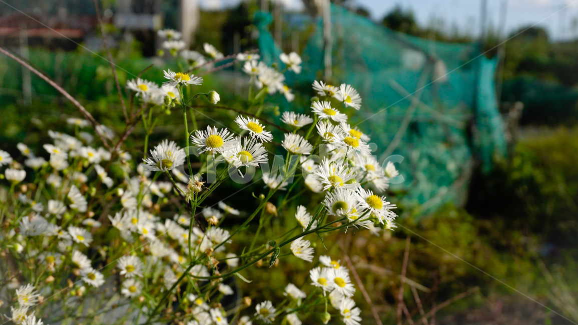 꽃,계란꽃,들꽃,흰꽃,들국화,식물,식물,자연,plants,nature,꽃,flower