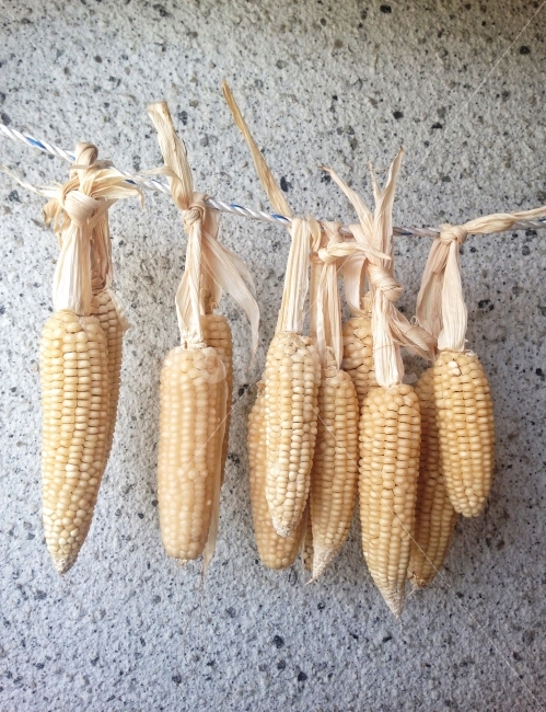 옥수수,여름,무더위,주렁주렁,시골,여행,하모니카,대롱대롱,매듭,음식,식재료,요리,food,cook,meal,dishes,food reserves,곡류,곡식,cereals