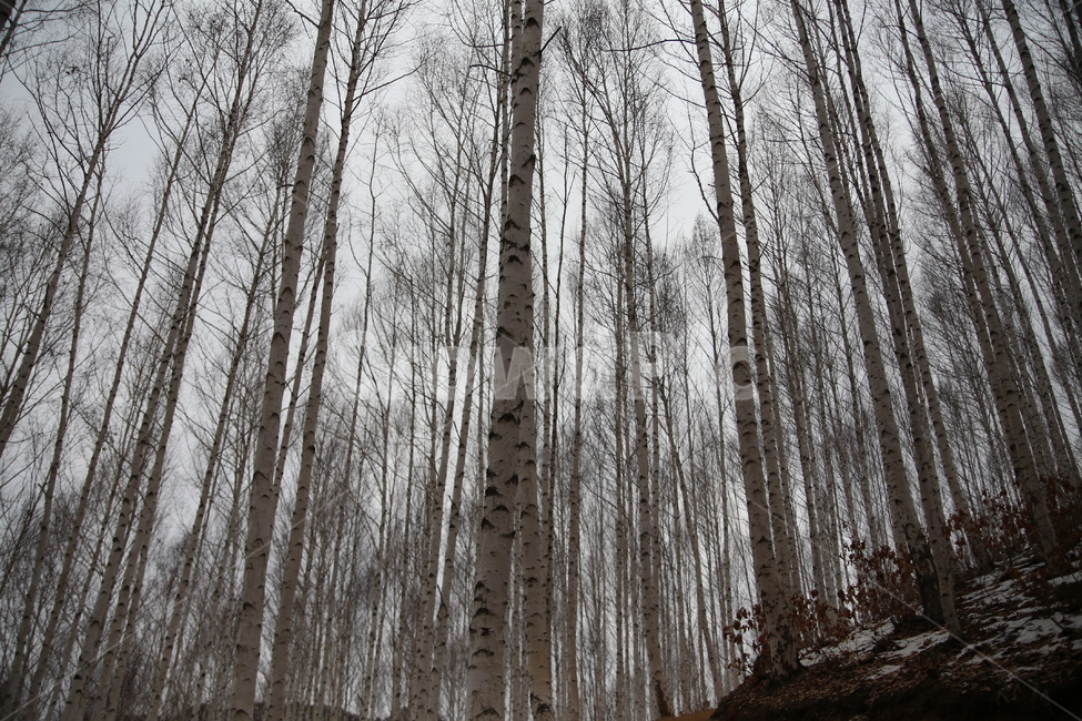자작나무,나무,원대리,인제,강원도,풍경,자연,겨울,계절,winter,season,식물,자연,plants,nature,나무,trees,wood