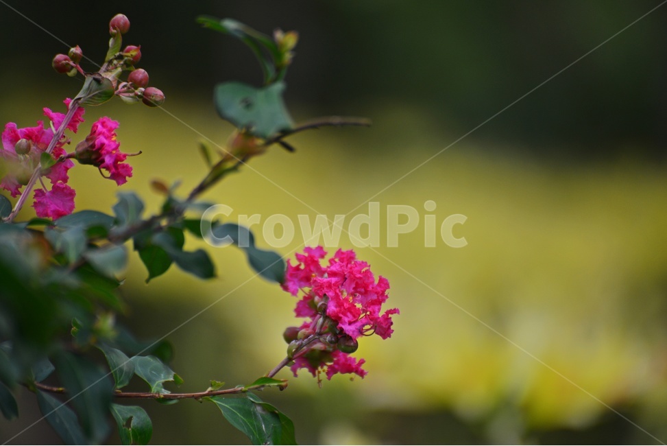plant,식물,flower,blossom,꽃,배롱나무,배롱나무꽃,식물,자연,plants,nature,꽃,flower
