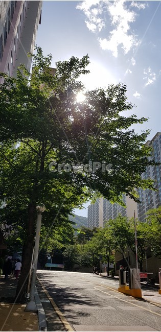 햇살,아파트입구,나무,푸른나무,하늘