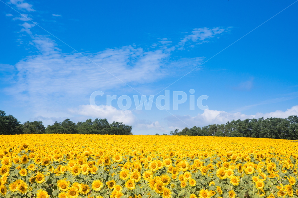 해바라기,해바라기꽃,선플라워,sunflower,꽃,flower,자연,풍경,nature,landscape,식물,plants,꽃,flower