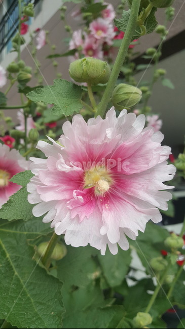 꽃,우리나라꽃,무궁화,flower,花,겹무궁화,핑크꽃,만개