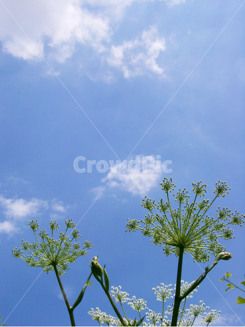 황귀,약초,식물,약초재배,약용식물,식물,자연,plants,nature,꽃,flower