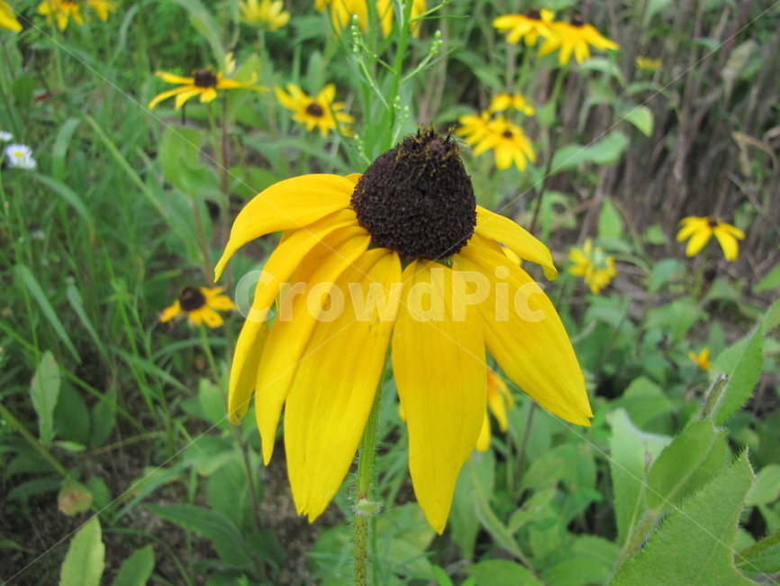 plant,식물,flower,blossom,꽃,노란꽃,해바라기,yellow,nature,자연