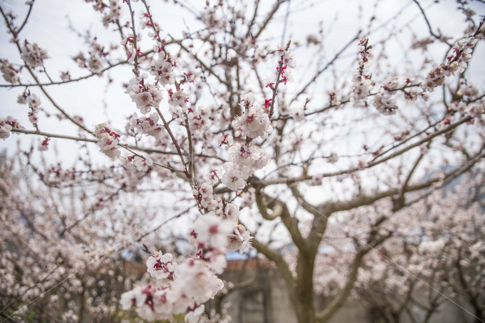 봄,봄꽃,풍경,꿀벌,시골,매화,식물,자연,plants,nature,봄,계절,spring,season,꽃,flower,plant,blossom
