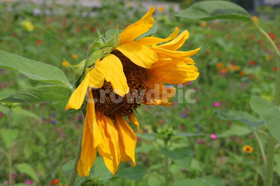 꽃,해바라기,해바라기꽃,식물,국화과,속씨식물,식물,자연,plants,nature,꽃,flower