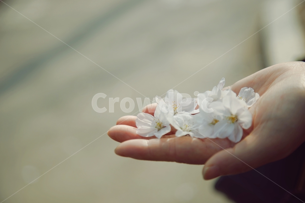 벚꽃,cherryblossom,flower,봄,spring,풍경,landscape,계절,season,자연,nature,생동감,fresh,감성,식물,plant,봄,계절,spring,season,식물,자연,plants,nature,꽃,flower