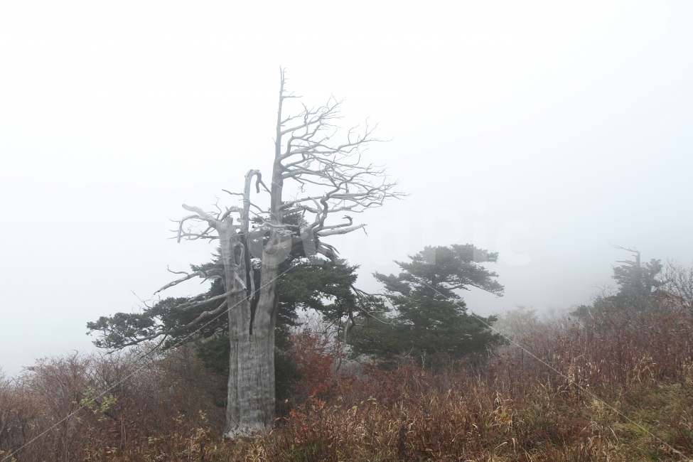 산,주목이있는풍경,고사목이있는풍경,자연,풍경,가을산,가을,계절,fall,autumn,season,자연,풍경,nature,landscape,식물,plants,나무,trees,wood,tree,plant,tree trunk,나무 줄기