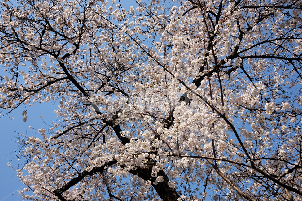 plant,식물,blossom,flower,꽃,벚꽃,사쿠라,벚꽃나무,사쿠라꽃,식물,자연,plants,nature,꽃,flower