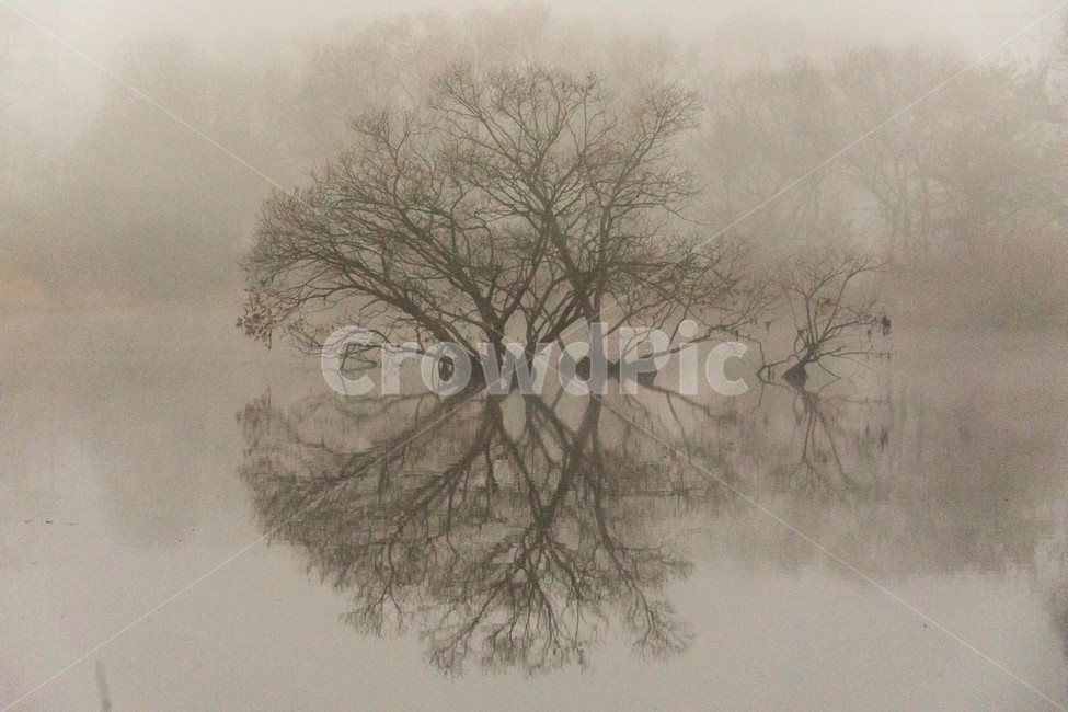 저수지,반영,안개,가을저수지,동판지,저수지풍경,자연,풍경,nature,landscape,식물,plants,나무,trees,wood