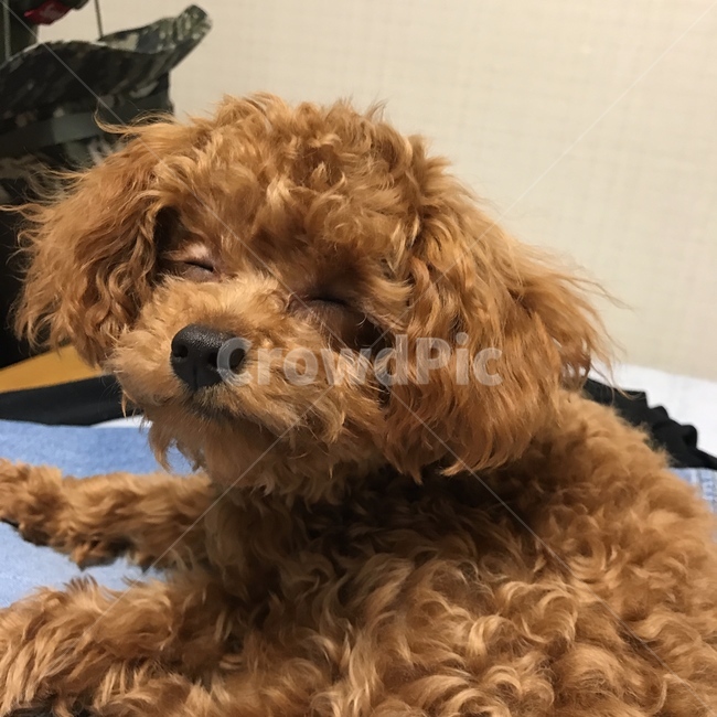 강아지,토이푸들,웃는강아지,초코푸들,새끼강아지