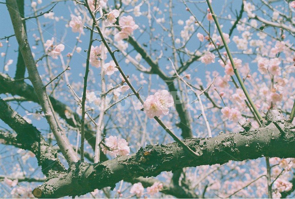 매화사진,원동매화마을,필름사진,봄꽃,매화,매화축제,레트로사진,아날로그사진,감성사진,봄,계절,spring,season,식물,자연,plants,nature,꽃,flower,감성,sensible,feeling,plant,blossom,cherry blossom,벚꽃