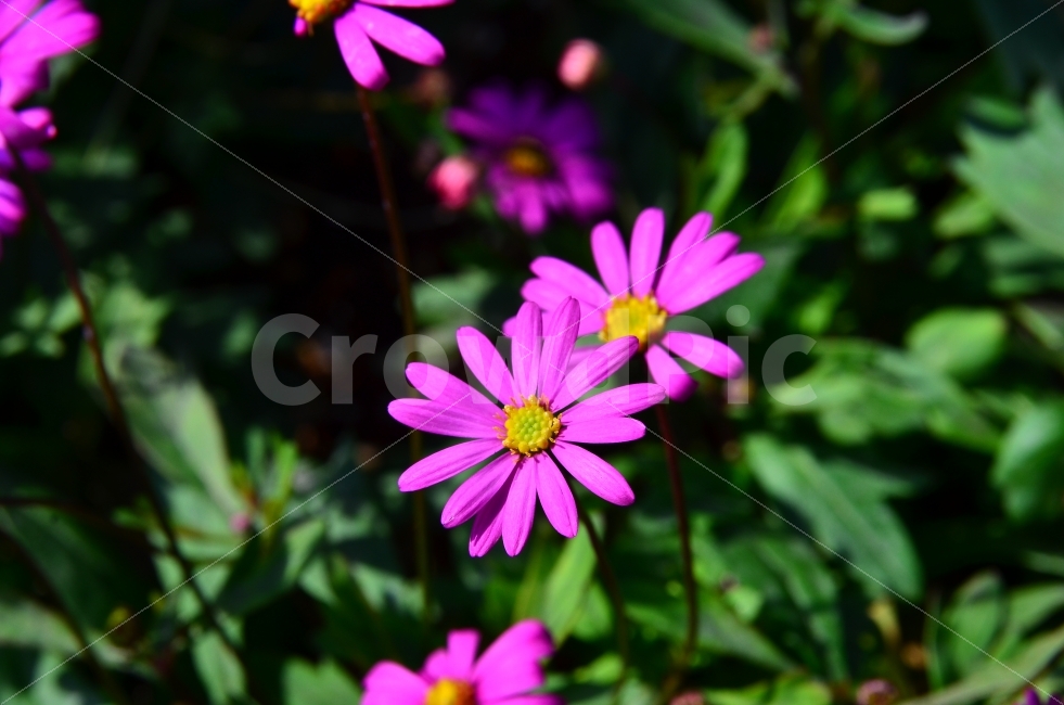 예쁜꽃,보라색꽃잎,꽃사진,꽃잎,예쁜꽃사진,식물,자연,plants,nature,꽃,flower