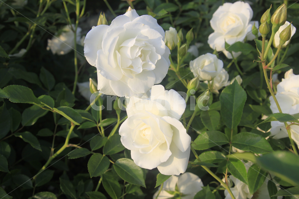 rose,장미,장미꽃,장미사진,장미축제,꽃,꽃사진,백장미,자연,nature,flower,plants,식물,자연,plants,nature,꽃,flower