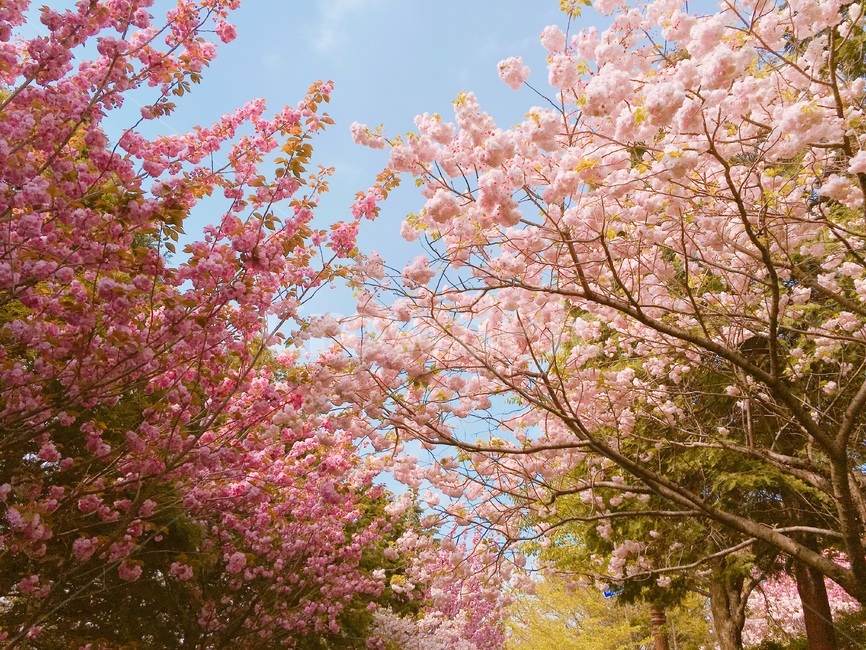 겹벚꽃,벚꽃,벚꽃놀이,파란하늘,하늘벚꽃