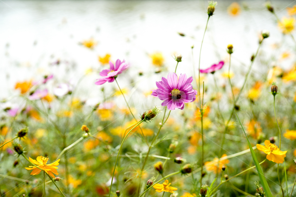 가을,코스모스,하늘,자연,꽃,autumn,cosmos,nature,sky,flower,가을,계절,fall,autumn,season,식물,자연,plants,nature,꽃,flower,plant,blossom,anemone,아네모네,petal,꽃잎,daisies,데이지,daisy