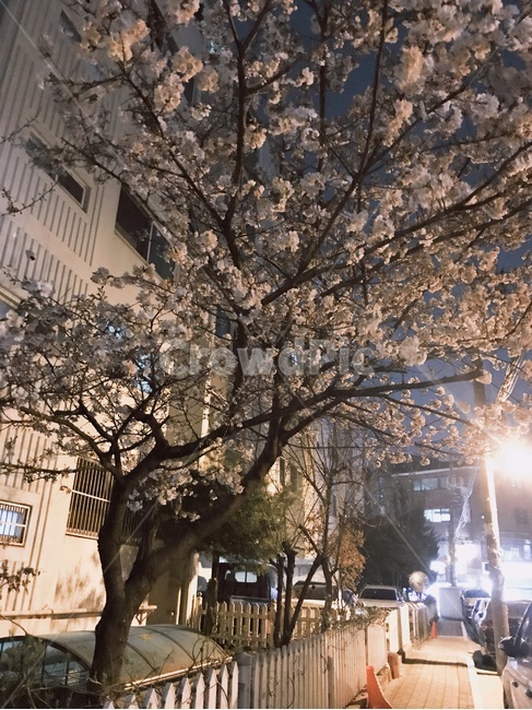 봄,벚꽃,꽃놀이,벚꽃축제,봄꽃