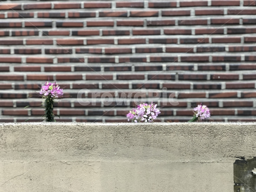 벽돌,담벼락,담,꽃,배경,식물,자연,plants,nature,꽃,flower
