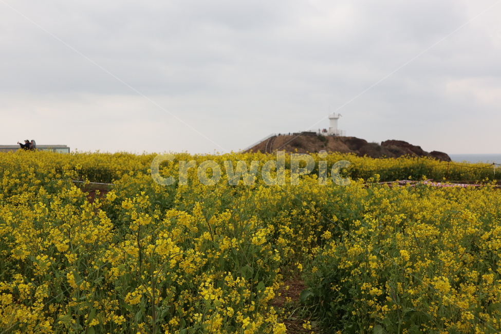제주도,봄,유채꽃,따뜻함,꽃,옥외,섭지코지,자연,nature,grassland,들,field,outdoors,식물,자연,plants,nature,꽃,flower