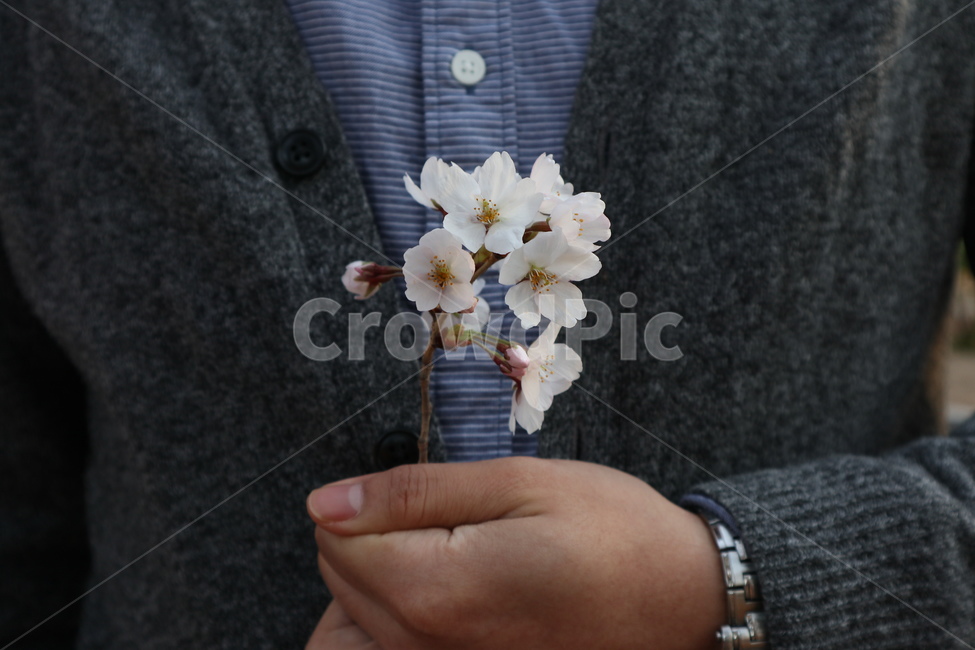 벚꽃구경,대구두류공원,벚꽃나들이,봄나들이,벚꽃데이트,봄,계절,spring,season,꽃,flower,사람,인물,인간,human,person,신체일부,몸,body