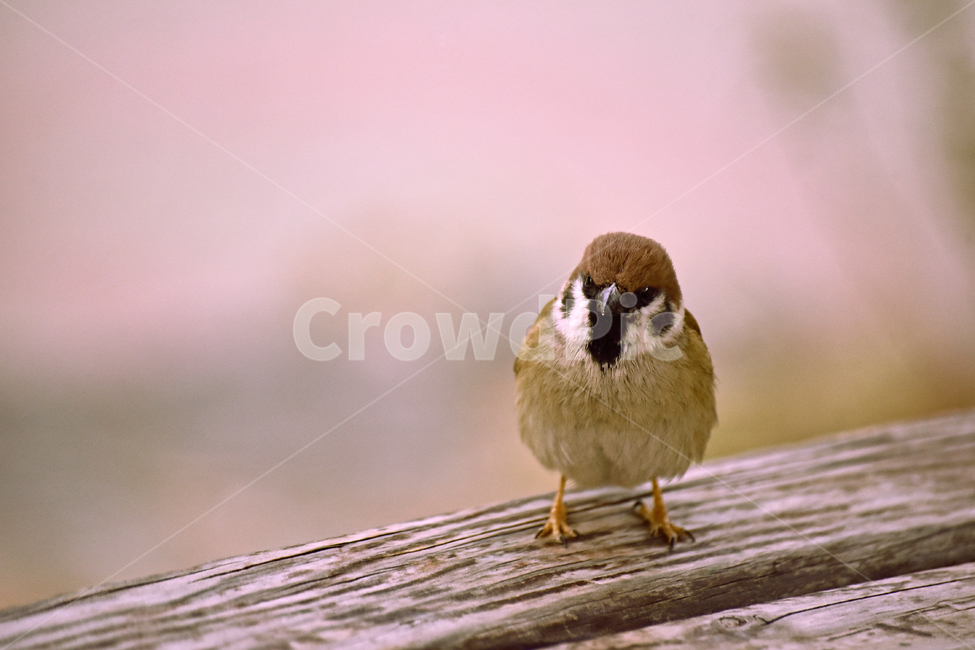 참새,새,조류,종물,애니멀,bird,animal,야외,옥외,아웃도어,백그라운드,배경,앉다,텃새,토종,한마리,동물,animal,조류,새,birds