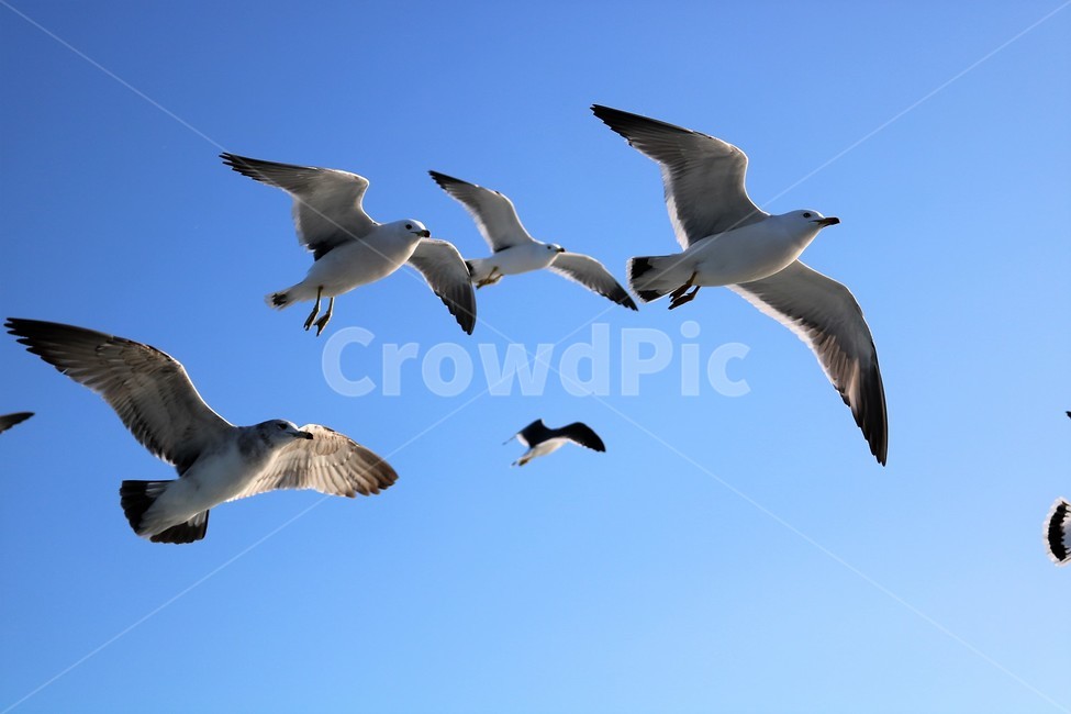 bird,새,동물,갈매기,seagull,동물,animal,조류,새,birds