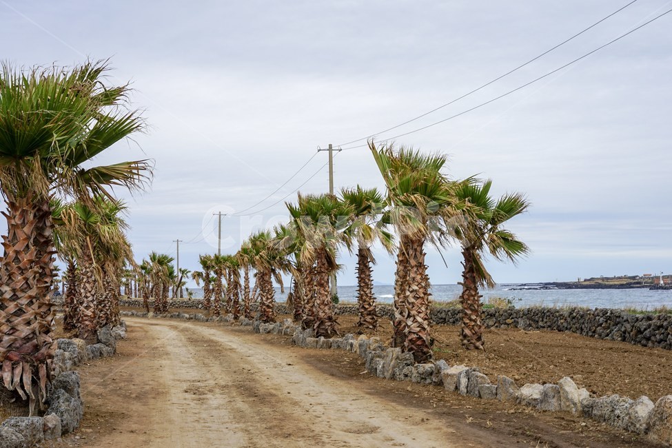 야자수,나무,제주도,제주풍경,jeju,자연,풍경,nature,landscape,제주도,jeju,jeju island,palm tree,tree,plant,식물,arecaceae,Arecaceae,road,도로