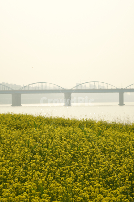 꽃,유채꽃,다리,flower,bridge,봄,계절,spring,season,자연,풍경,nature,landscape,outdoors,옥외,grassland,목초지,field,들
