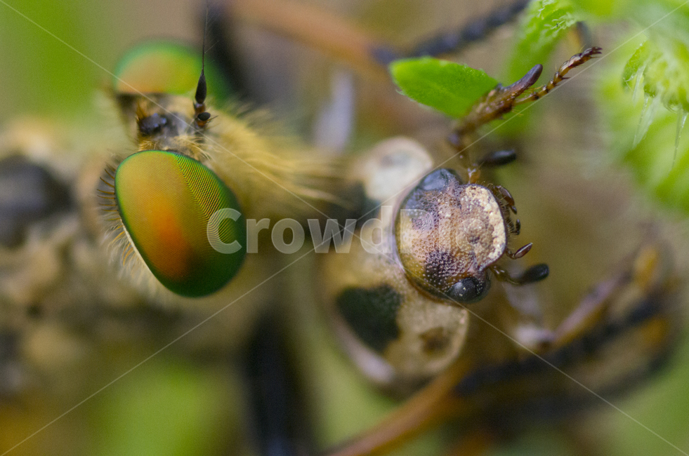 눈,사냥,곤충,벌레,죽음,파리매,딱정벌레,감정,감성,자연,계절,뷰티,beauty,macro,closeup,접사,매크로,확대,비틀즈,beetle,insect,hunt,클로즈업,위험,미니,가을곤충,여름곤충,여름,가을