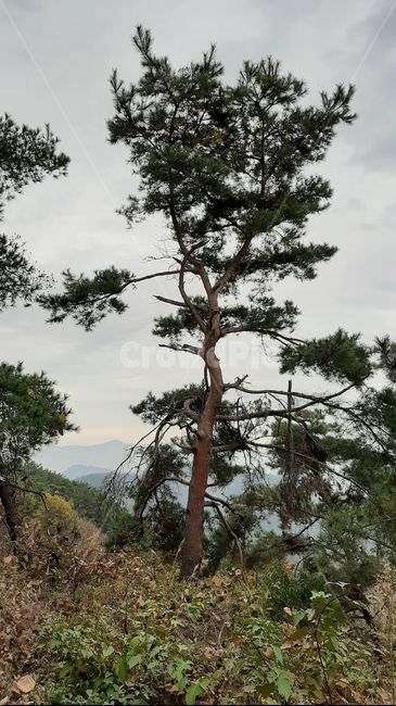 tree,나무,plant,식물,소나무,식물,자연,plants,nature,나무,trees,wood