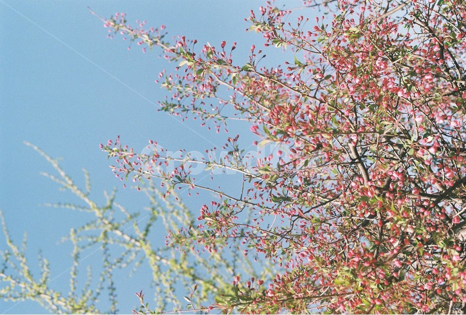 꽃,나무,감성,식물,자연,봄,봄,계절,spring,season,식물,자연,plants,nature,꽃,flower,plant,blossom