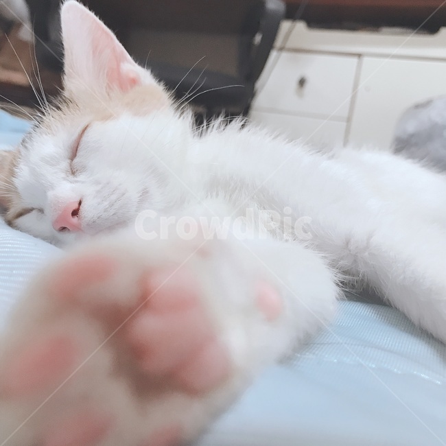 고양이,새끼고양이,자는모습,핑크젤리,삼색고양이