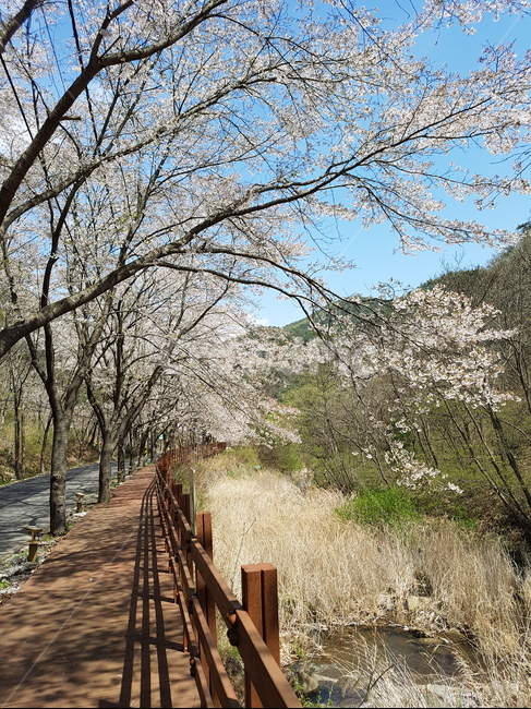 대원사벗꽃,보성대원사,벗꽃길,벗나무,봄,봄,계절,spring,season