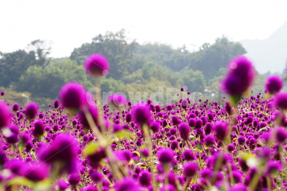 천일홍,나리공원,풍경,꽃이미지,나들이,식물,자연,plants,nature,꽃,flower