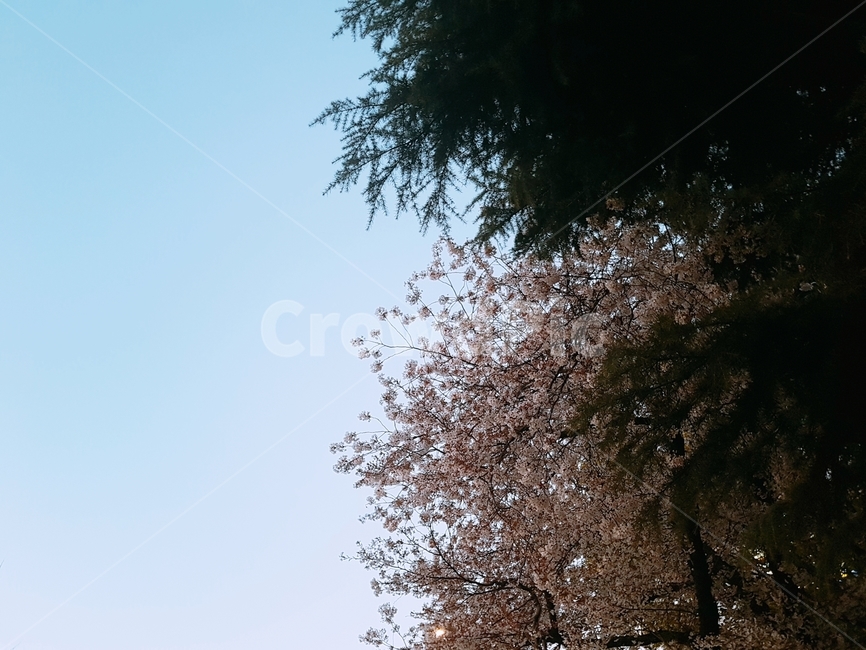 봄,벚꽃,하늘,spring,cherryblossoms