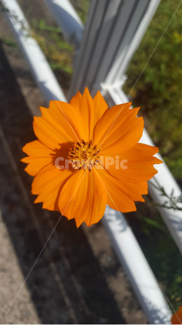 여름,꽃,근접,식물,flower