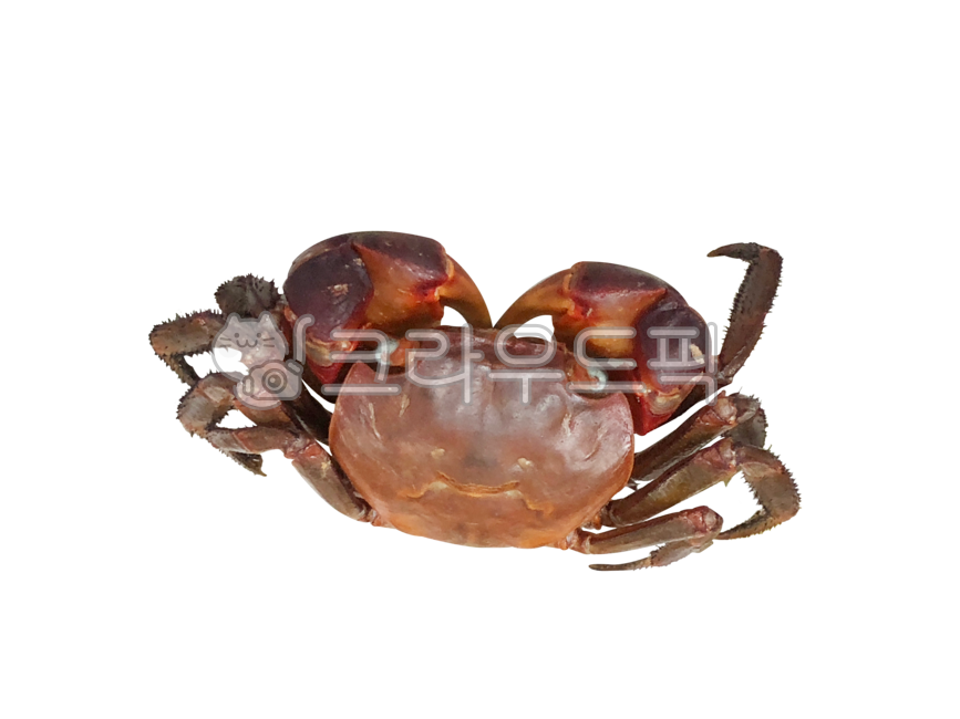 seafood,marinelife,crustacean,transparentbackground,png,smileycrab,transparent background,Smile crab,shellfish,background,crab,pet,marine life