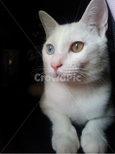 고양이,cat,pet,애완동물,포유류,오드아이