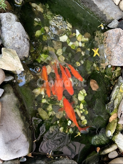 물고기,여유,물,자연,힐링,동물,animal,어류,물고기,fish