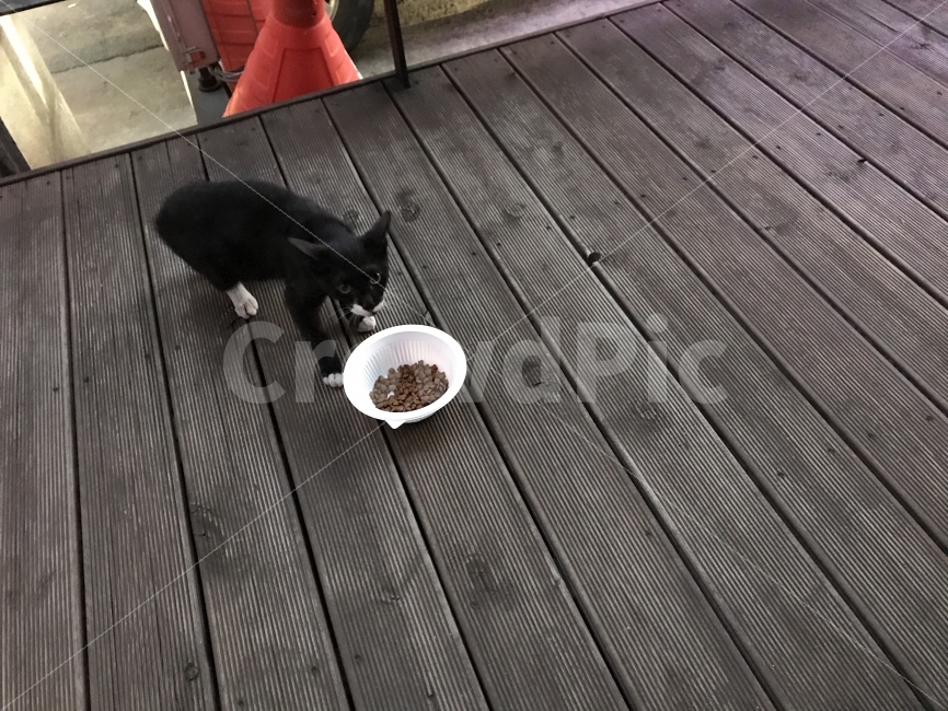 코숏,블랙,코리아숏헤어,길고양이,길냥,길냥이,고양이밥셔틀,고양이밥,캣대디,캣맘,동물,animal,포유류,mammal,고양이,cat,kitten,kitty