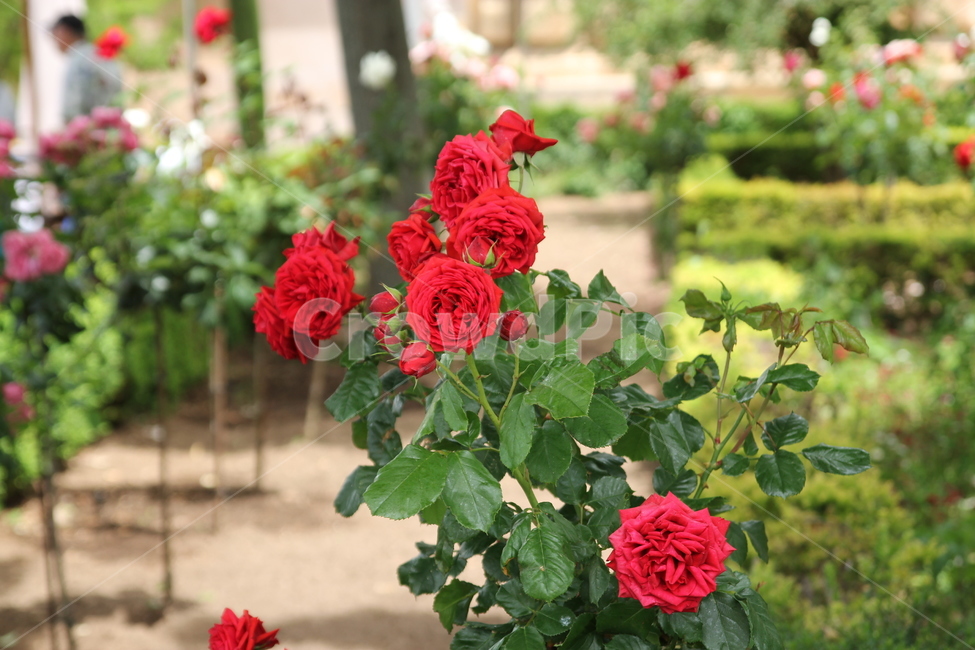장미,정원,마당,꽃,꽃밭,자연,빨간장미,식물,자연,plants,nature,꽃,flower