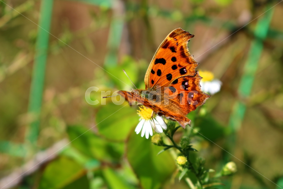 나비,표범나비,꽃,쑥부쟁이,식물,곤충,동물,야생화,들꽃,미국쑥부쟁이,털쑥부쟁이,국화과,국화,자연,식물,자연,plants,nature,꽃,flower,곤충,벌레,insect,bug