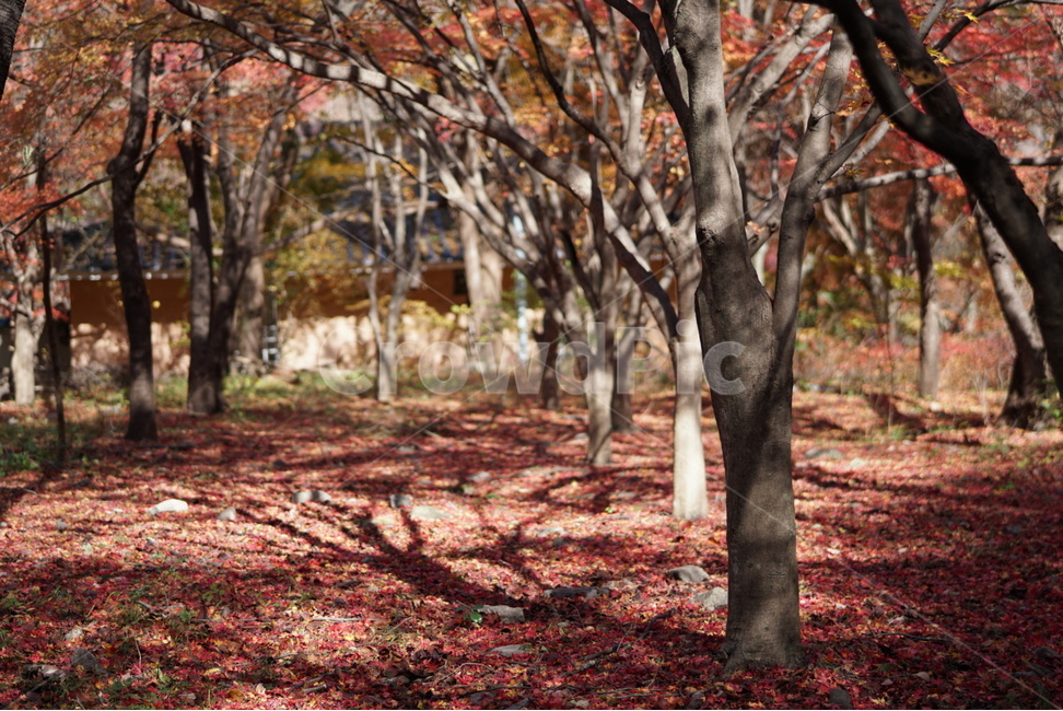 국내여행,내장산,단풍,풍경,햇살,가을,계절,fall,autumn,season,자연,풍경,nature,landscape,식물,plants,나무,trees,wood,tree,plant,tree trunk,나무 줄기,ground,바닥