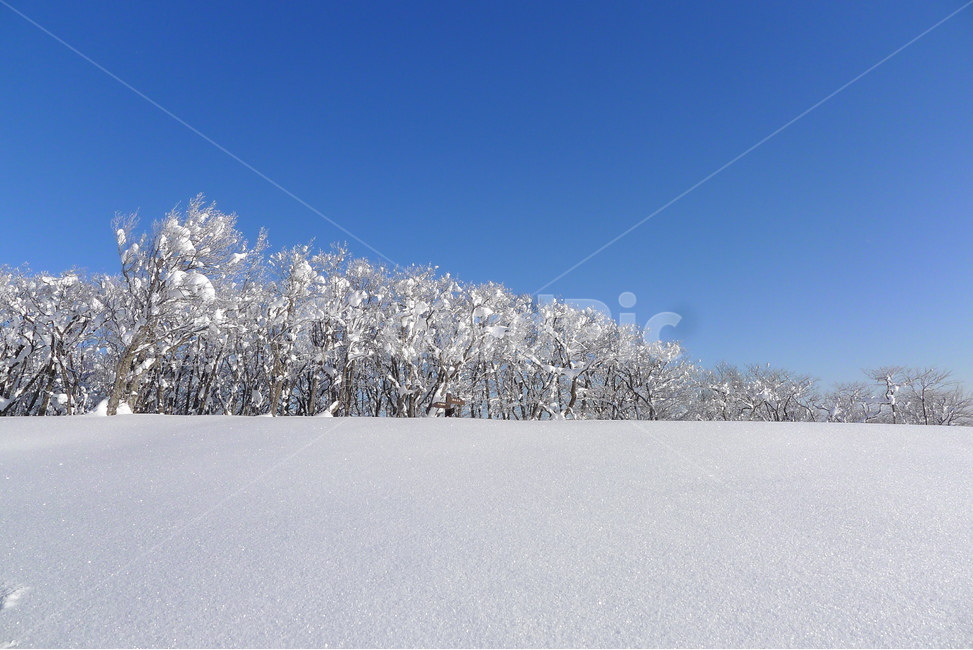 대관령,선자령,설경,겨울,햇빛,겨울,계절,winter,season,자연,풍경,nature,landscape,tree,나무,plant,식물,outdoors,옥외,fir,전나무