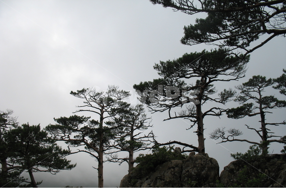두타산,소나무,명품송,동해,동양화,자연,풍경,nature,landscape,식물,plants,나무,trees,wood,plant,tree