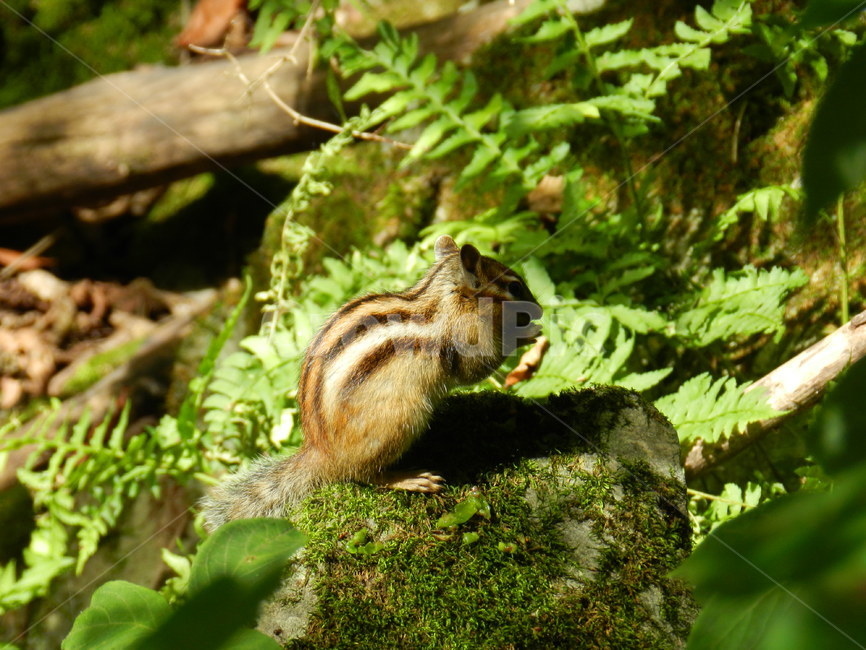 다람쥐,산,동물,금수산,야생,동물,animal,포유류,mammal