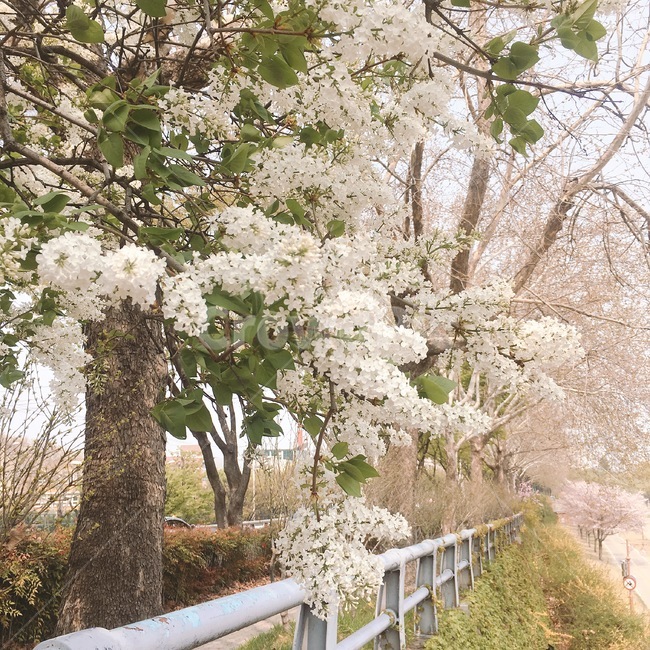 꽃,봄,spring,flower,photo,picture,봄,계절,spring,season,plant,식물